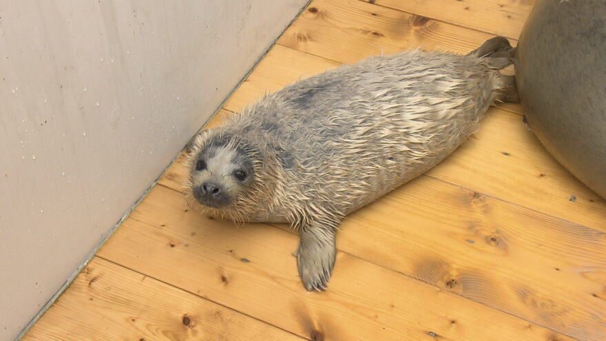 2017年4月12日(水)　須磨海浜水族園にゴマフアザラシの赤ちゃん