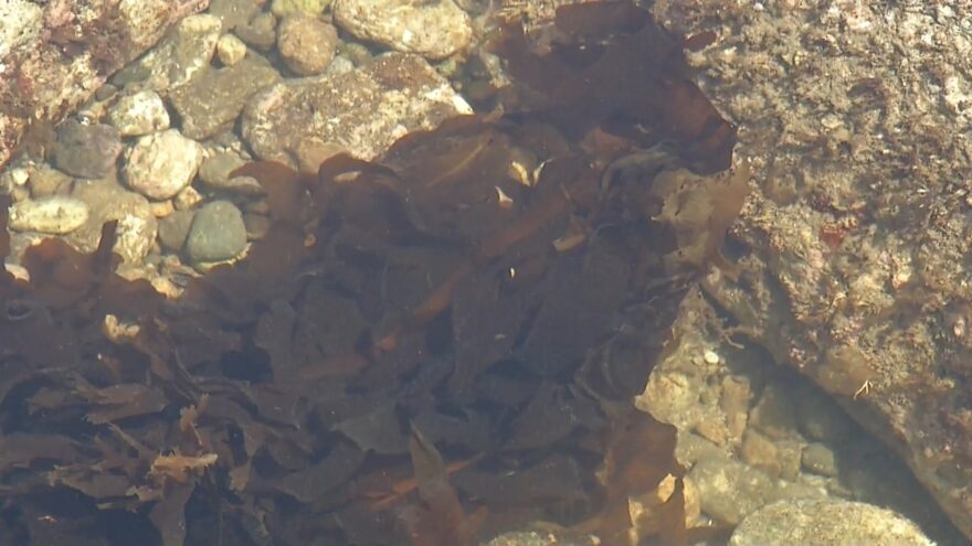 2017年5月7日(日)　今子浦海岸でわかめまつり　山陰海岸ジオパーク