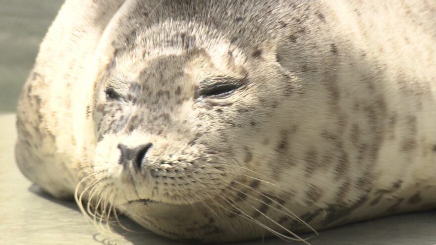 2017年5月21日(日)　須磨海浜水族園　赤ちゃんアザラシの名は　