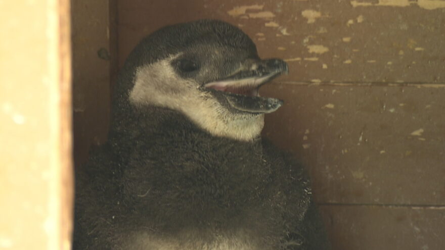 2017年5月23日(火)　スマスイでペンギンの赤ちゃん誕生　