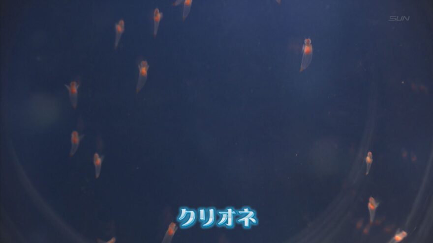 2018年1月21日（日）神戸の水族館　「流氷の妖精」クリオネの展示