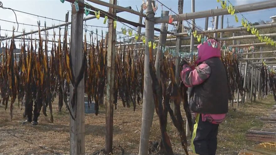 2月14日（水）ワカメの天日干し始まる　淡路市の海岸