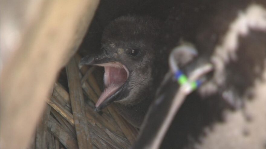 2018年5月20日　須磨海浜水族園　ペンギンの赤ちゃん続々誕生で人気