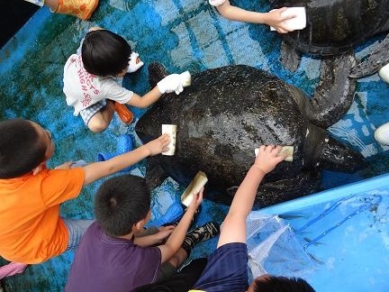 須磨海浜水族園「ウミガメの飼育員体験-甲羅磨きにチャレンジ！-｣