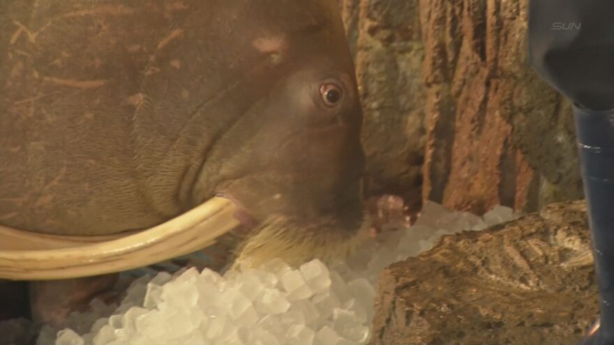 2018年8月7日 きょうは立秋 豊岡市の水族館でセイウチに氷のプレゼント