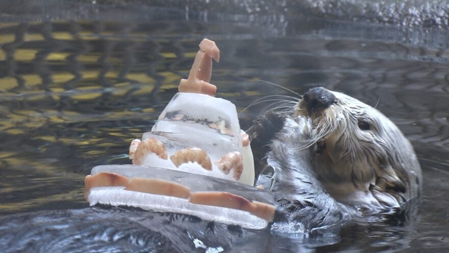 ご長寿ラッコの誕生日～須磨海浜水族園