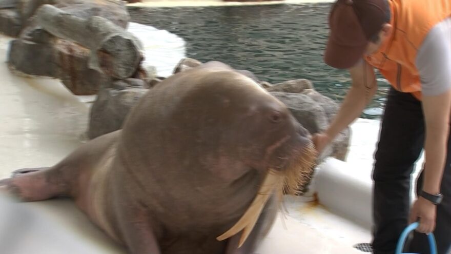 城崎マリンワールド　子どもたちがセイウチの歯磨き