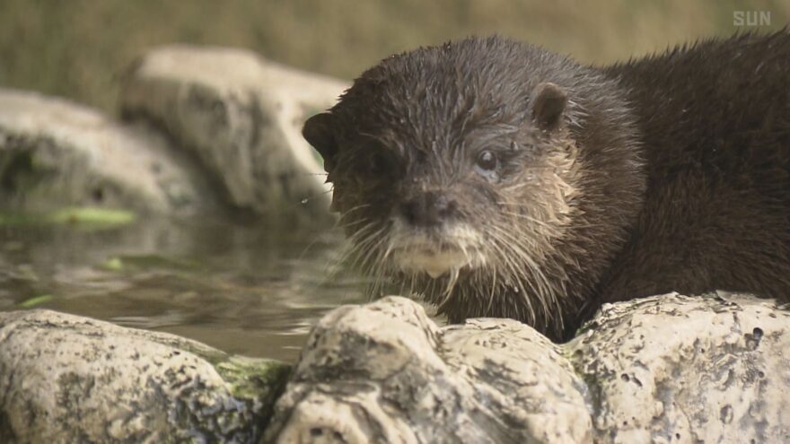 絶滅危機の現状知って 5月の最終水曜日は「世界カワウソの日」