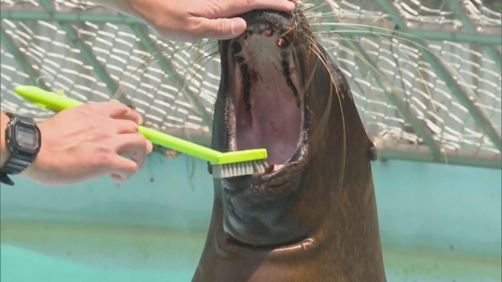 「歯と口の健康週間」 姫路市で人気の動物が歯磨き披露 海と日本PROJECT in ひょうご