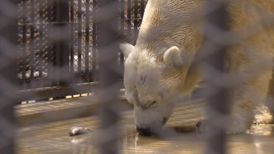 ごちそうに大満足　ホッキョクグマに特別な食事