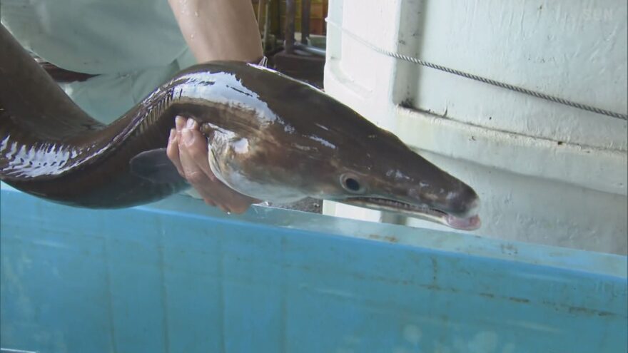 姫路・妻鹿漁港で初の大物　10倍サイズの巨大ハモが水揚げ