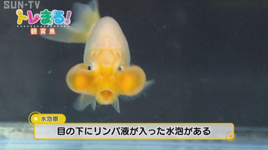 【特集】金魚にメダカ 観賞魚の魅力にせまる！