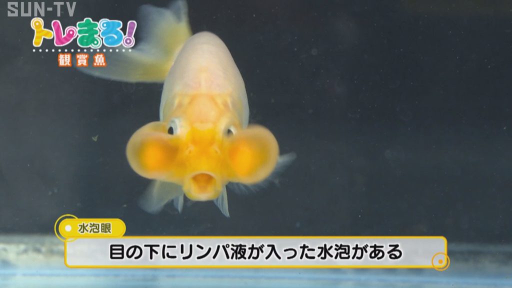 特集 金魚にメダカ 観賞魚の魅力にせまる 海と日本project In ひょうご