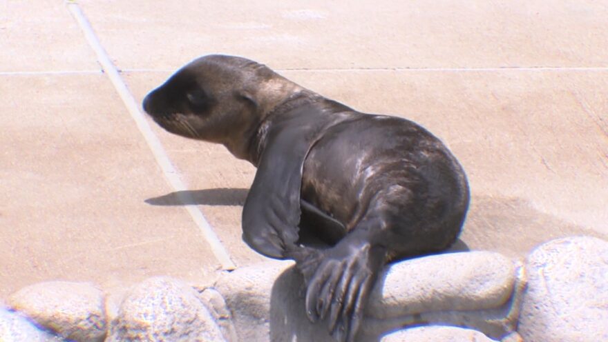 16年ぶりに誕生 アシカの赤ちゃん元気な姿 神戸市立王子動物園