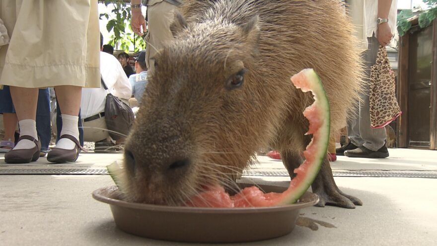 神戸どうぶつ王国　カピバラたち　スイカで涼！