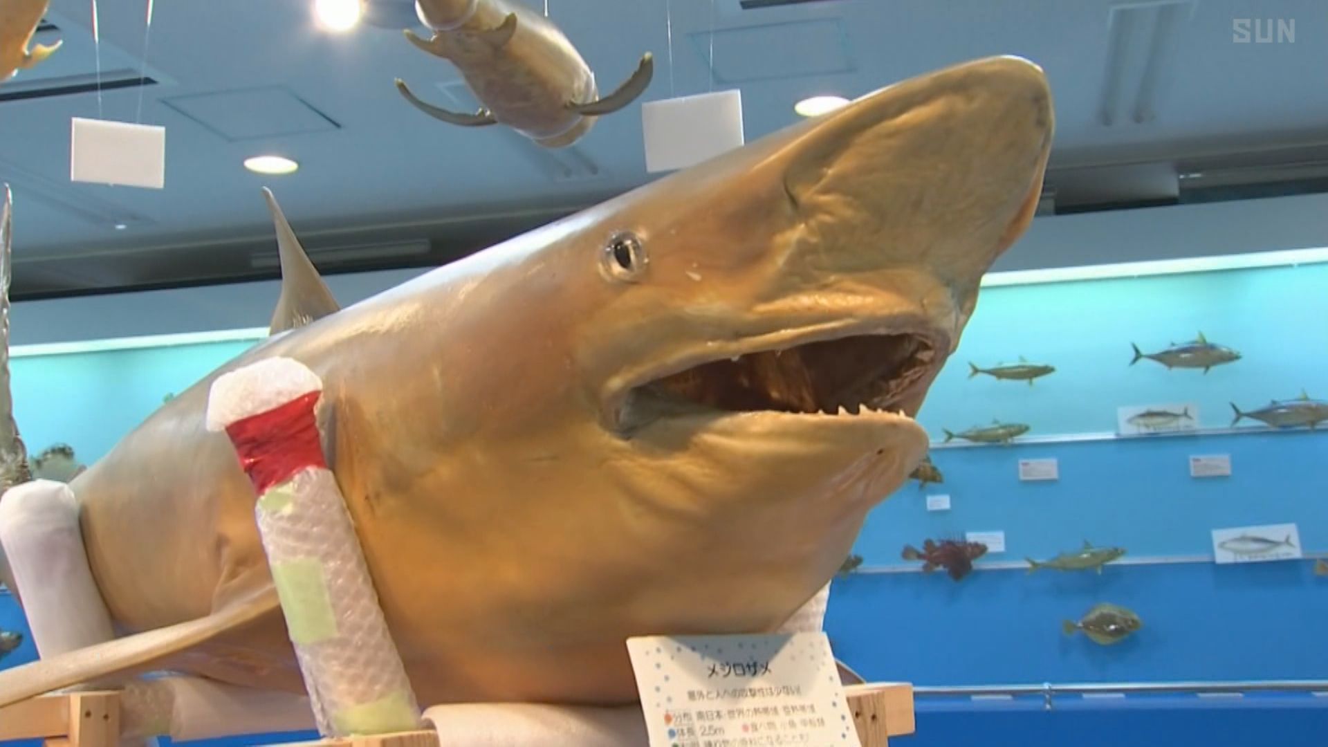 メジロザメなど 香美町でサメのはく製を一堂に紹介 海と日本project In ひょうご