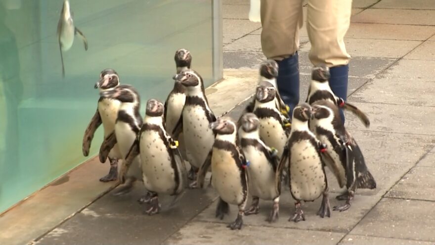 当面は県内からの来園を　城崎マリンワールド2カ月ぶり再開