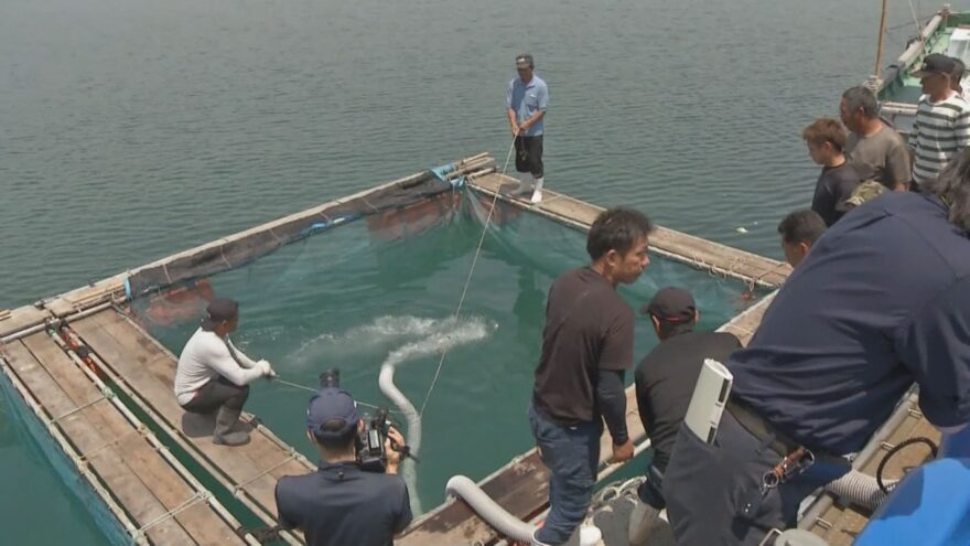 稚魚を育てる中間飼育　淡路島の特産　サワラを守る