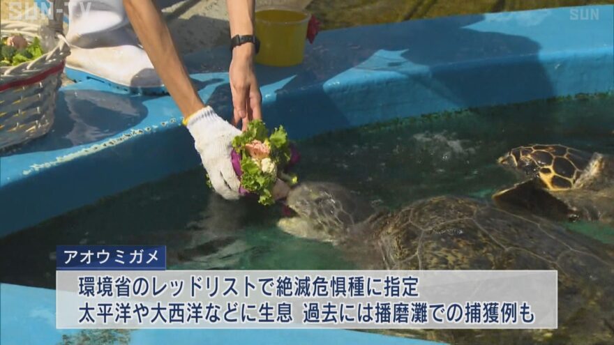 敬老の日　最高齢のアオウミガメに「特製の花束」姫路市立水族館