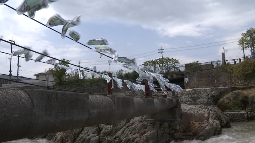 アユ釣りの名所　闘竜灘で「鮎のぼり」飾り