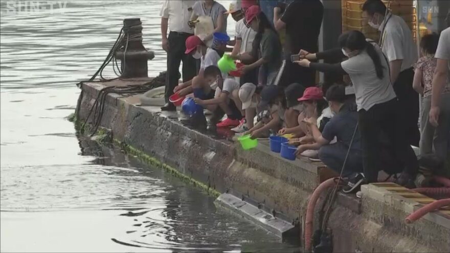ヘドロ浄化する能力で海をきれいに　児童が福良港にナマコを放流