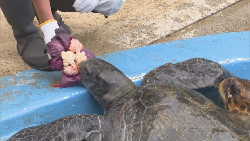 敬老の日 姫路市立水族館で還暦のアオウミガメに特製の花束