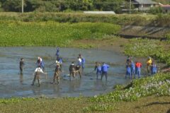 淡路市のため池で、水を抜いた池の底からたまった泥をかき出す「かいぼり」実施