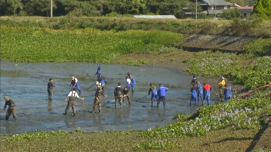 淡路市のため池で、水を抜いた池の底からたまった泥をかき出す「かいぼり」実施