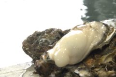 瀬戸内の冬の味覚　相生湾でカキの水揚げ始まる