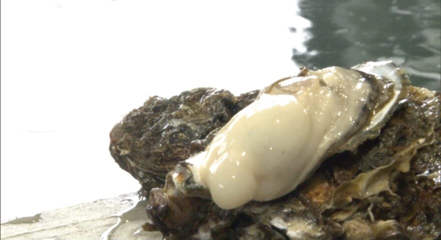 瀬戸内の冬の味覚　相生湾でカキの水揚げ始まる