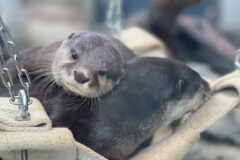 【イベント案内】（アトア）世界カワウソの日2025開幕！期間限定イベント「カワウソのトークタイム～かわいいだけじゃ守れない～」