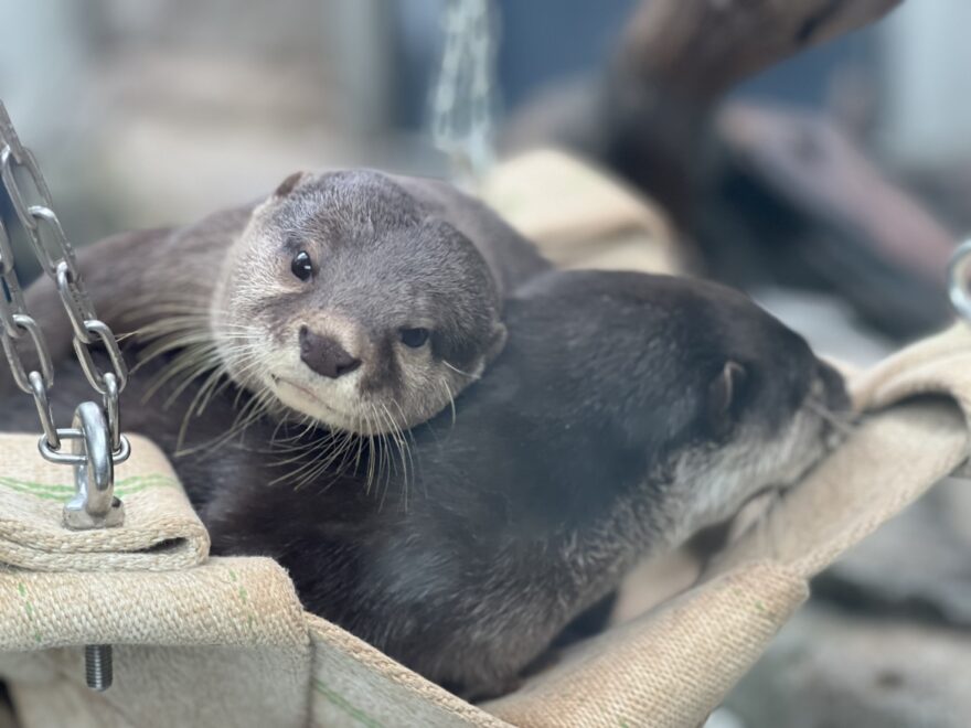 【イベント案内】（アトア）世界カワウソの日2025開幕！期間限定イベント「カワウソのトークタイム～かわいいだけじゃ守れない～」