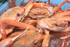 日本海の秋の味覚 ベニズワイガニ漁が解禁！香住漁港で初競り