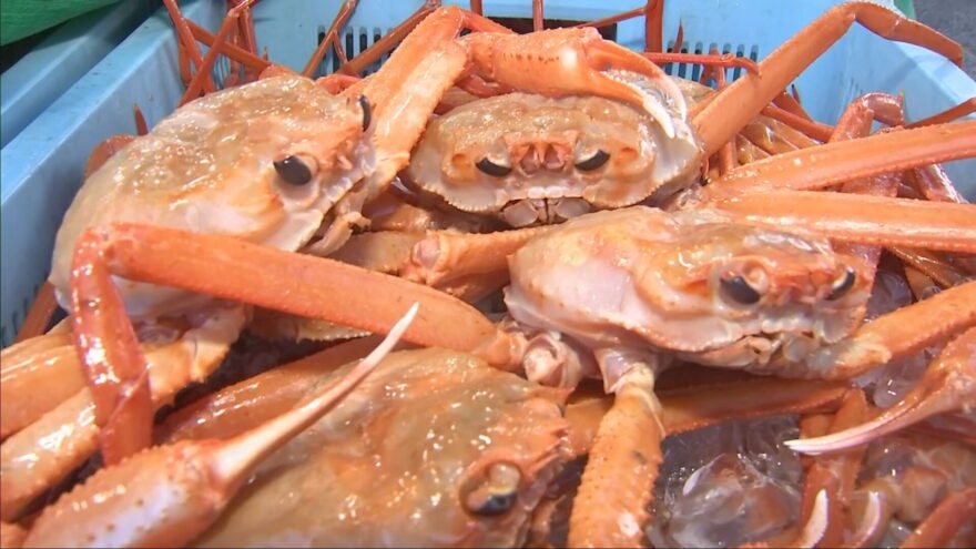日本海の秋の味覚 ベニズワイガニ漁が解禁！香住漁港で初競り