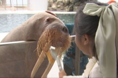 子どもたちがセイウチの歯磨きに挑戦
