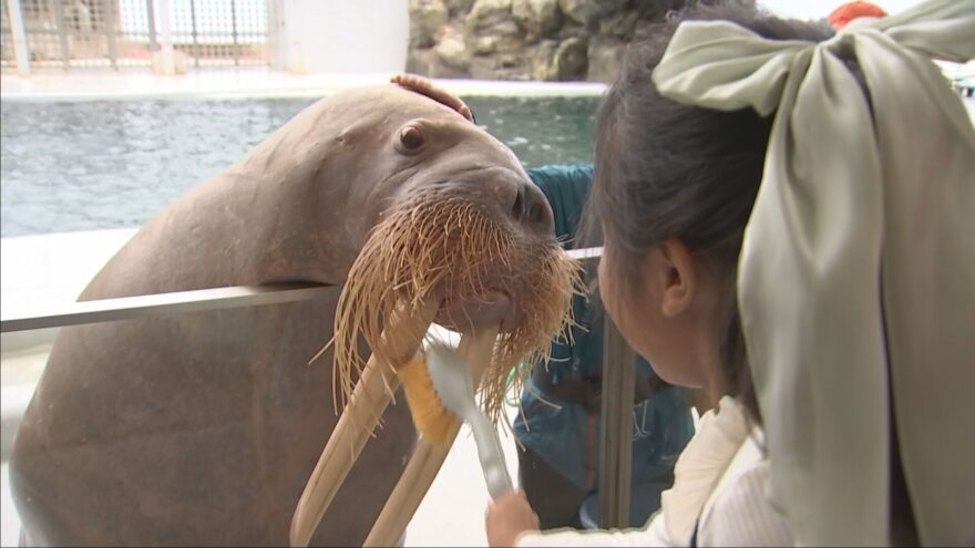 子どもたちがセイウチの歯磨きに挑戦