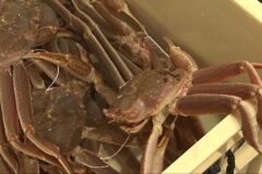 初競り価格は180万円　県内ズワイガニ漁が一斉に解禁