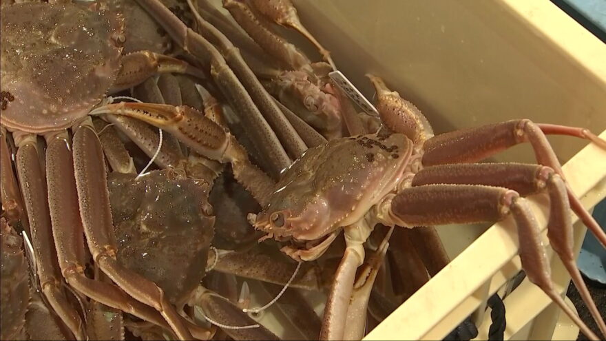 初競り価格は180万円　県内ズワイガニ漁が一斉に解禁