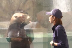 「日本一 人の言葉が分かるトド」の「ハマ」が「人まねショー」で人気