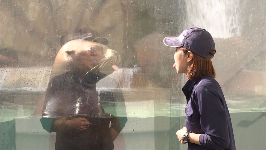 「日本一 人の言葉が分かるトド」の「ハマ」が「人まねショー」で人気