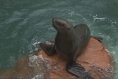 トドは授乳期から高い学習能力！？　トドのカナタがデビュー