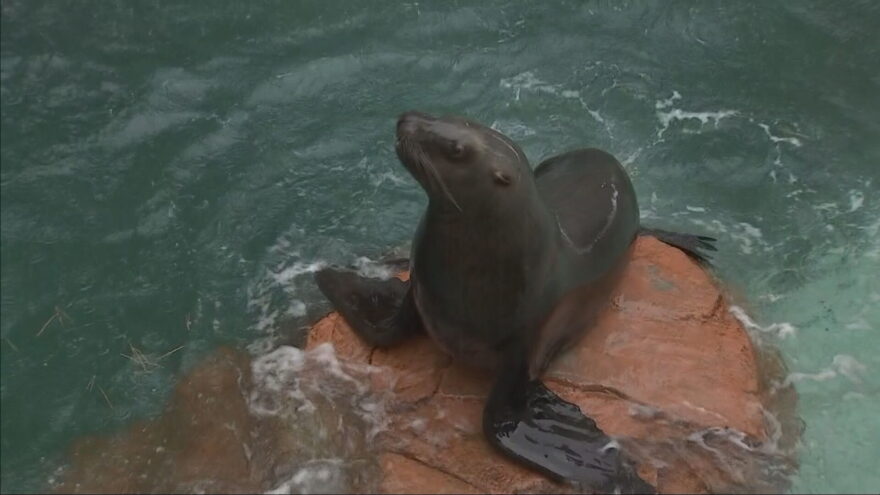 トドは授乳期から高い学習能力！？　トドのカナタがデビュー