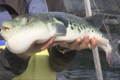 「淡路島3年とらふぐ」の水揚げがピーク