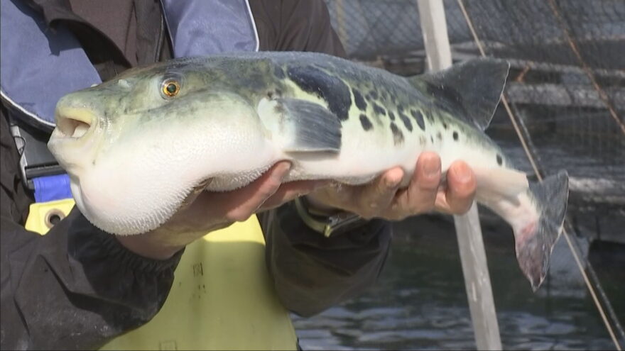 「淡路島3年とらふぐ」の水揚げがピーク
