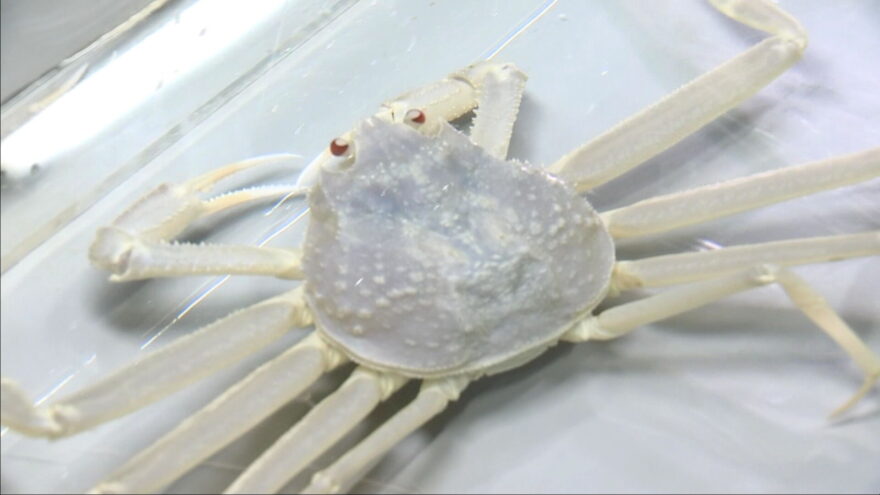 全身真っ白な２匹のズワイガニを展示　豊岡・城崎マリンワールド